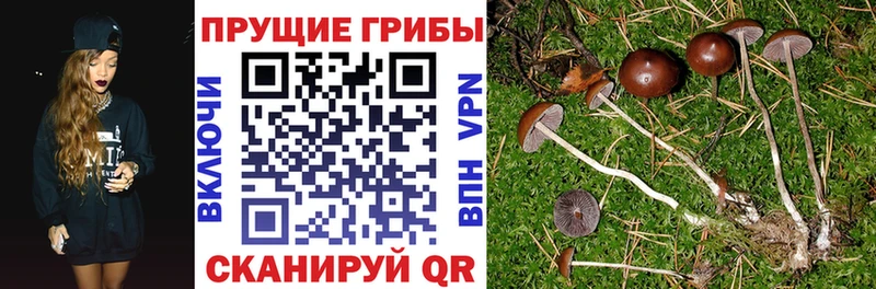 Галлюциногенные грибы Psilocybine cubensis  Купить где  Чулым 
